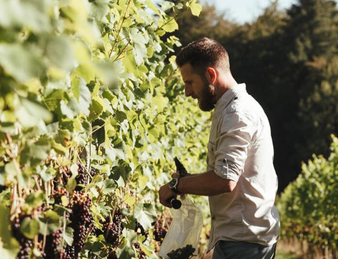 Feature on buying a property with a vineyard for the Financial Times